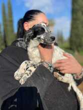 MILLA, Hund, Setter-Mischling in Italien - Bild 3