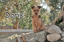 DORIS, Hund, Yorkshire Terrier Mischling in Spanien - Bild 1