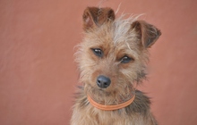 DORIS, Hund, Yorkshire Terrier Mischling in Spanien - Bild 2