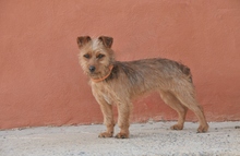 DORIS, Hund, Yorkshire Terrier Mischling in Spanien - Bild 3