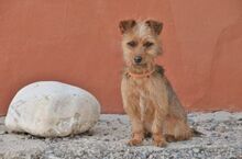 DORIS, Hund, Yorkshire Terrier Mischling in Spanien - Bild 4