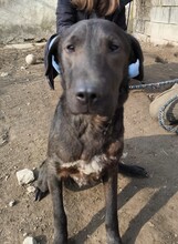 NANDI, Hund, Magyar Vizsla-Mix in Ungarn - Bild 1