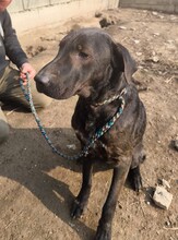 NANDI, Hund, Magyar Vizsla-Mix in Ungarn - Bild 2