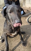 NANDI, Hund, Magyar Vizsla-Mix in Ungarn - Bild 3