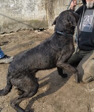 NANDI, Hund, Magyar Vizsla-Mix in Ungarn - Bild 4
