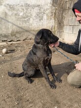 NANDI, Hund, Magyar Vizsla-Mix in Ungarn - Bild 5