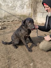 NANDI, Hund, Magyar Vizsla-Mix in Ungarn - Bild 6