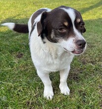 HAZEL, Hund, Mischlingshund in Lauingen - Bild 9