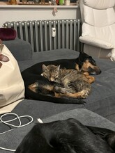 EVI, Katze, Europäisch Kurzhaar in Kiel - Bild 6