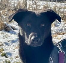 LEYLA, Hund, Mischlingshund in Bad Münstereifel - Bild 1