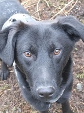 LEYLA, Hund, Mischlingshund in Bad Münstereifel - Bild 2