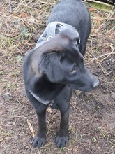 LEYLA, Hund, Mischlingshund in Bad Münstereifel - Bild 5