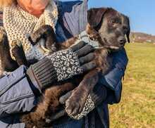 GEORGIE, Hund, Mischlingshund in Bergisch Gladbach - Bild 2