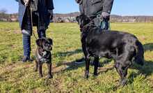 GEORGIE, Hund, Mischlingshund in Bergisch Gladbach - Bild 8