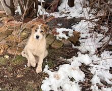 LILA, Hund, Mischlingshund in Bulgarien - Bild 2