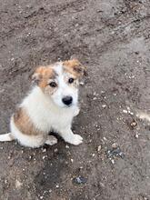 LILA, Hund, Mischlingshund in Bulgarien - Bild 3