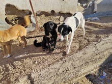 DOROTHY, Hund, Mischlingshund in Rumänien - Bild 3