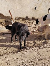 DOROTHY, Hund, Mischlingshund in Rumänien - Bild 5