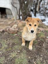 PINKY, Hund, Mischlingshund in Bulgarien - Bild 2