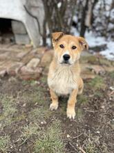 PINKY, Hund, Mischlingshund in Bulgarien - Bild 3