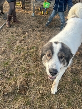 SMILEY 042-25-A, Hund, Tornjak-Mix in Calberlah - Bild 10