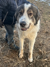 SMILEY 042-25-A, Hund, Tornjak-Mix in Calberlah - Bild 11