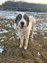 SMILEY 042-25-A, Hund, Tornjak-Mix in Calberlah - Bild 3