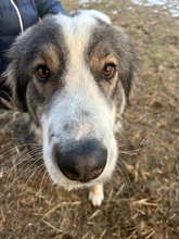 SMILEY 042-25-A, Hund, Tornjak-Mix in Calberlah - Bild 9