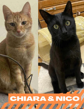 CHIARA, Katze, Europäisch Kurzhaar in Bulgarien - Bild 5