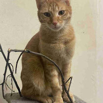 CHIARA, Katze, Europäisch Kurzhaar in Bulgarien - Bild 8