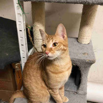 CHIARA, Katze, Europäisch Kurzhaar in Bulgarien - Bild 9