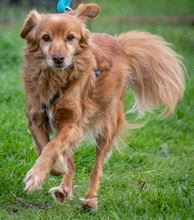 CARAMELO, Hund, Mischlingshund in Portugal - Bild 6