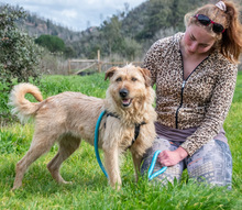 THELMA, Hund, Mischlingshund in Portugal - Bild 2