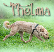 THELMA, Hund, Mischlingshund in Portugal - Bild 3