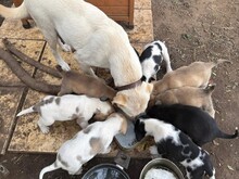 VALTER, Hund, Labrador Retriever in Italien - Bild 2