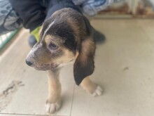 VALTER, Hund, Labrador Retriever in Italien - Bild 4