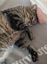 STEVEWONDER, Katze, Europäisch Kurzhaar in Bulgarien - Bild 7