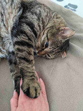STEVEWONDER, Katze, Europäisch Kurzhaar in Bulgarien - Bild 8