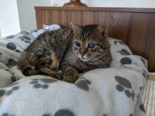 STEVEWONDER, Katze, Europäisch Kurzhaar in Bulgarien - Bild 9