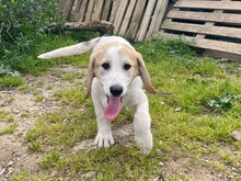 VANGOG, Hund, Labrador Retriever in Teublitz - Bild 1