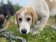 VANGOG, Hund, Labrador Retriever in Teublitz - Bild 2
