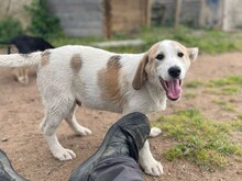 VANGOG, Hund, Labrador Retriever in Teublitz - Bild 3