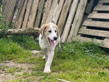VANGOG, Hund, Labrador Retriever in Teublitz - Bild 4