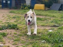 VANGOG, Hund, Labrador Retriever in Teublitz - Bild 5