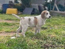 VANGOG, Hund, Labrador Retriever in Teublitz - Bild 6