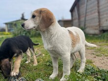 VANGOG, Hund, Labrador Retriever in Teublitz - Bild 7