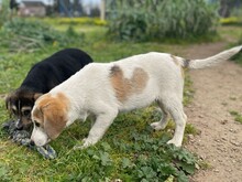 VANGOG, Hund, Labrador Retriever in Teublitz - Bild 8