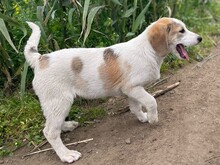 VANGOG, Hund, Labrador Retriever in Teublitz - Bild 9