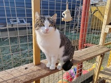 KARIME, Katze, Hauskatze in Winden - Bild 1