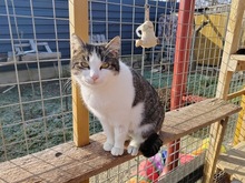 KARIME, Katze, Hauskatze in Winden - Bild 2